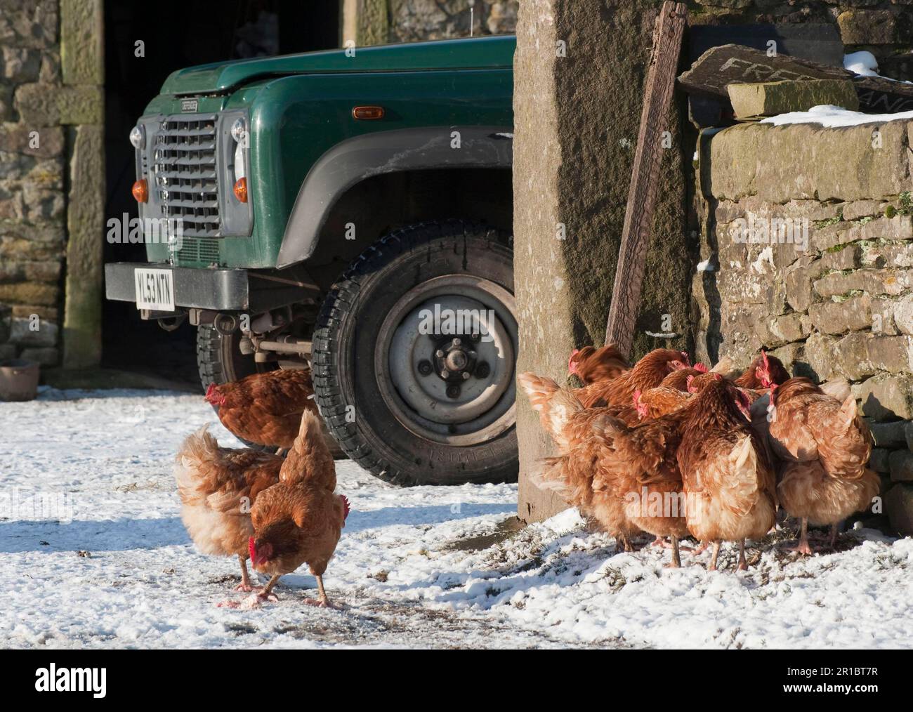 Domestic hens, free-range hens, flock standing on snow in barn, Whitewell, Clitheroe, Lancashire, England, winter Stock Photo
