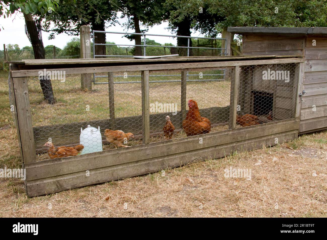 Chicken run Stock Photo