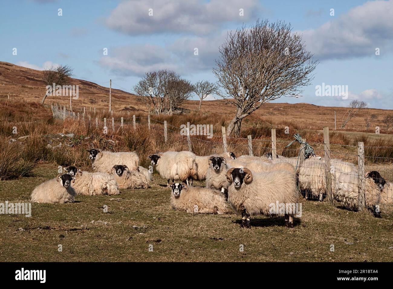 The Scottish Blackface is the most common breed of domestic sheep in the UK. This hardy and adaptable breed is often found in more exposed locations Stock Photo