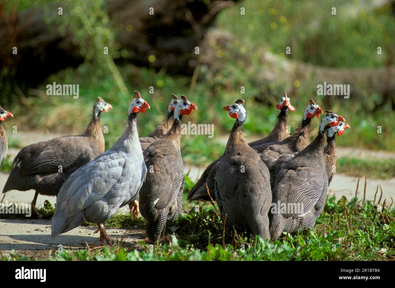 Helmeted Guineafowl, Helperlhuehner, Helmeted Guineafowl, Guineafowl ...