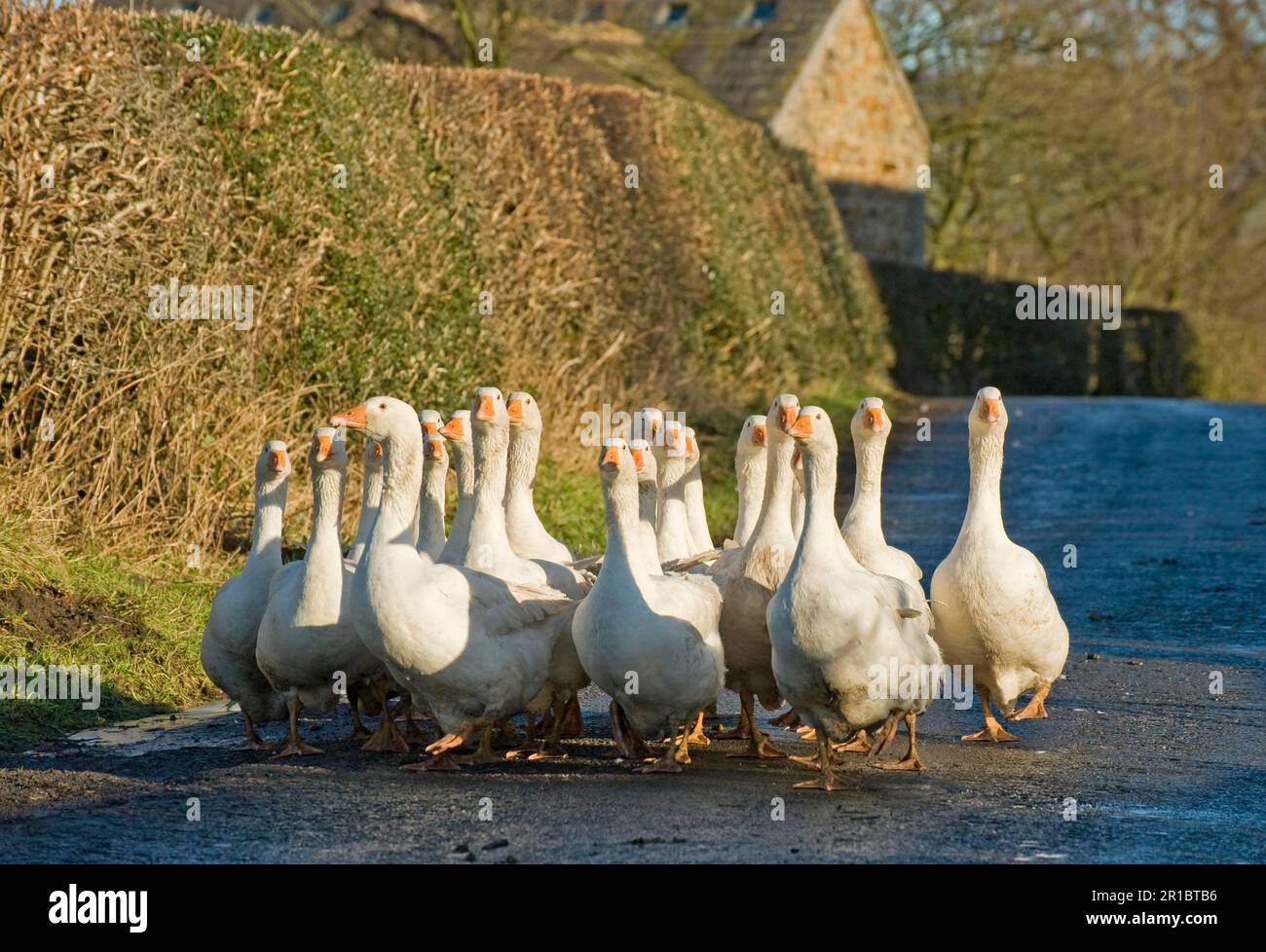 Domestic Goose, Flock, White Adults being taken to the Road, Chipping, Lancashire, England, Winter Stock Photo