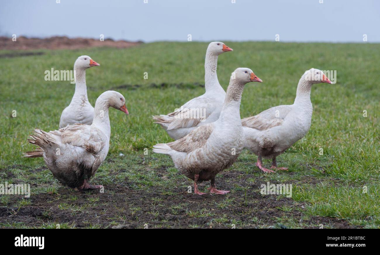 Emden goose, Emden geese, Emden geese, purebred, pets, livestock, poultry, geese, goose birds, animals, birds, domestic geese, Domestic Goose Stock Photo