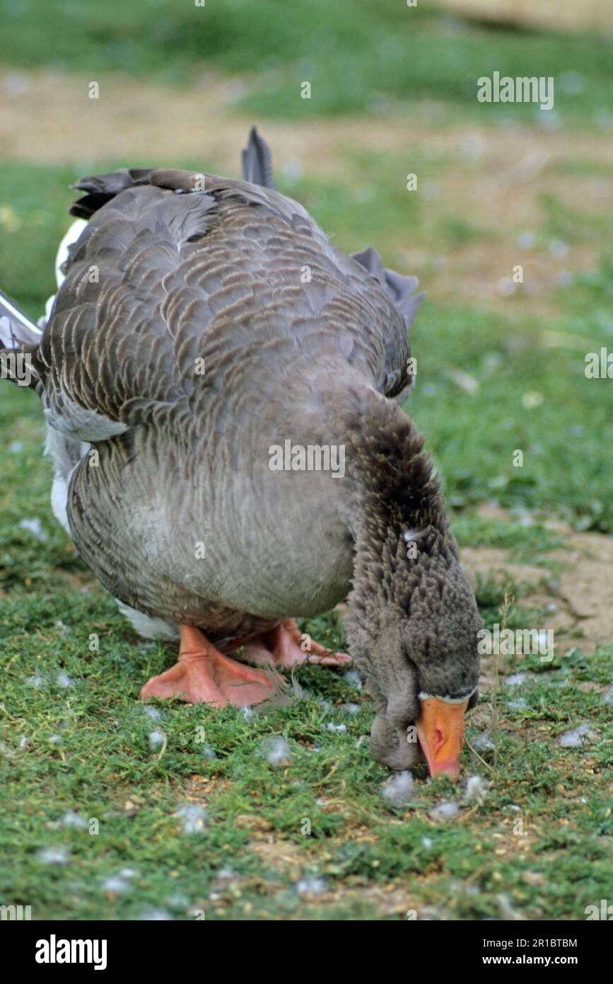 Toulouse geese, purebred, pets, livestock, poultry, geese, goose birds