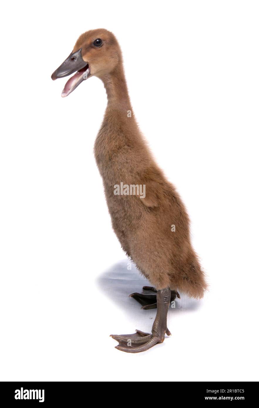 Domestic duck, Indian runner duck, ducklings, standing and calling