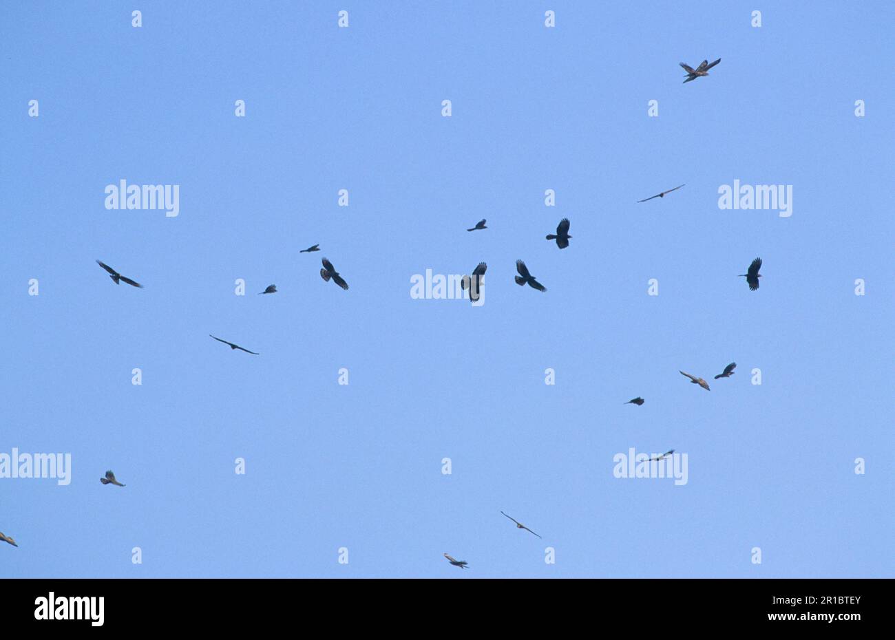 European honey buzzards (Pernis apivorus), buzzard, buzzards, birds of