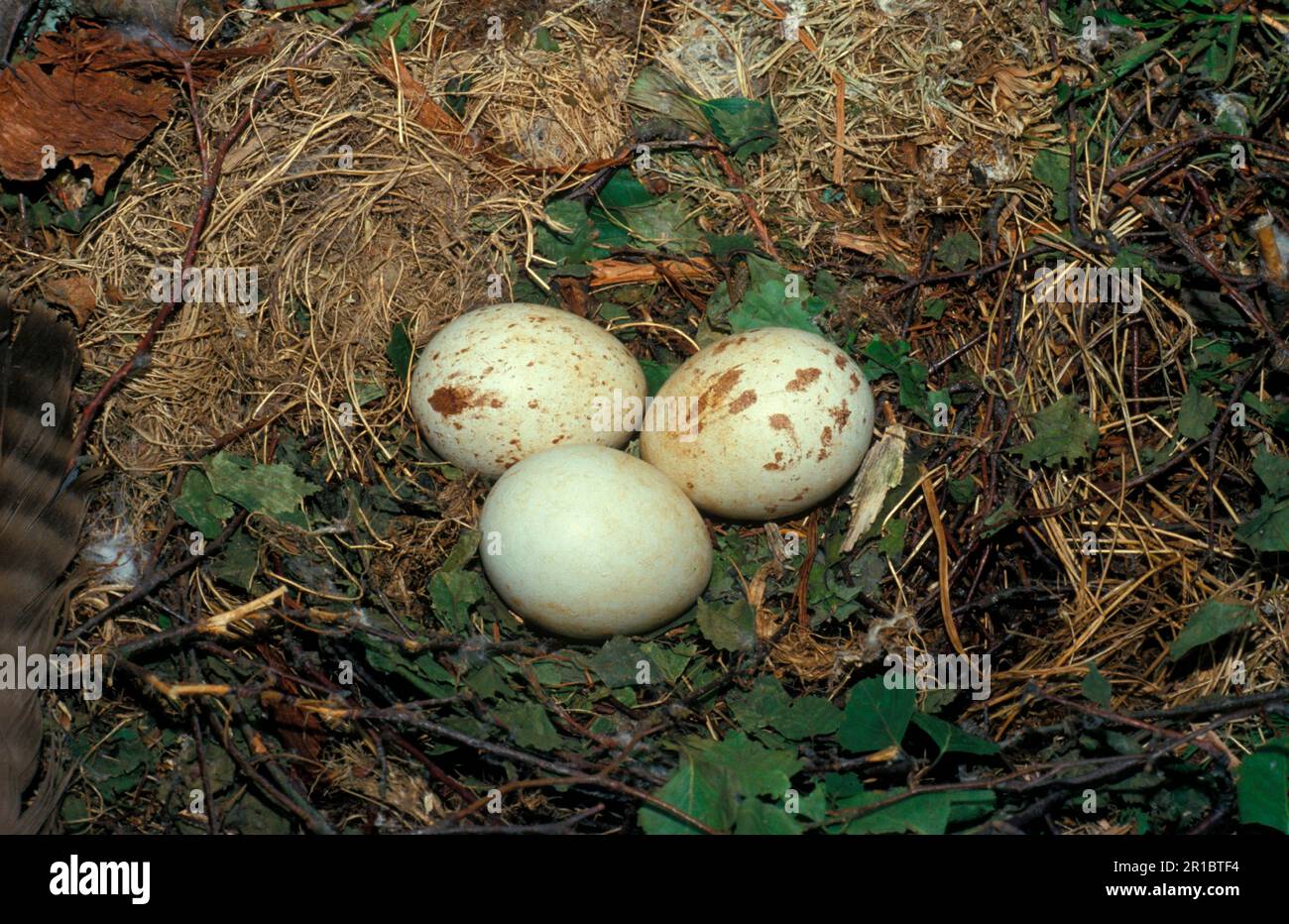 Buzzard (buteo buteo) eggs hi-res stock photography and images - Alamy