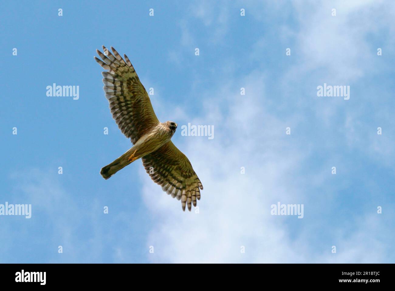 Hen Harrier Hen Harriers Circus Cyaneus Birds Of Prey Animals Hen Harrier Hen Harriers Circus Cyaneus Birds Of Prey Animals