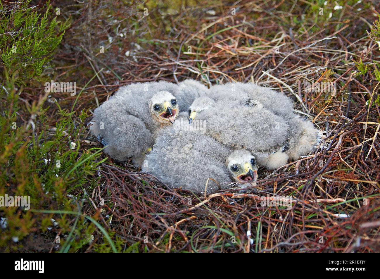 Hen Harrier Hen Harriers Circus Cyaneus Birds Of Prey Animals Hen Harrier Hen Harriers Circus Cyaneus Birds Of Prey Animals