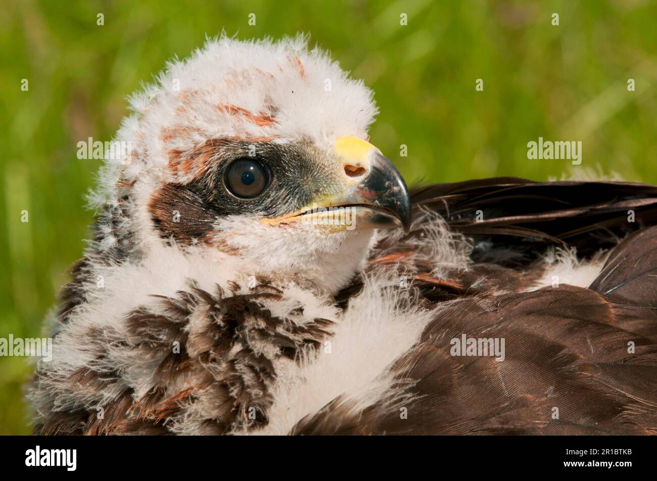 Western Marsh Harrier (Circus aeruginosus) chick, close-up of head, held during wing tagging to ascertain movements, North Kent Marshes, Isle of Stock Photo