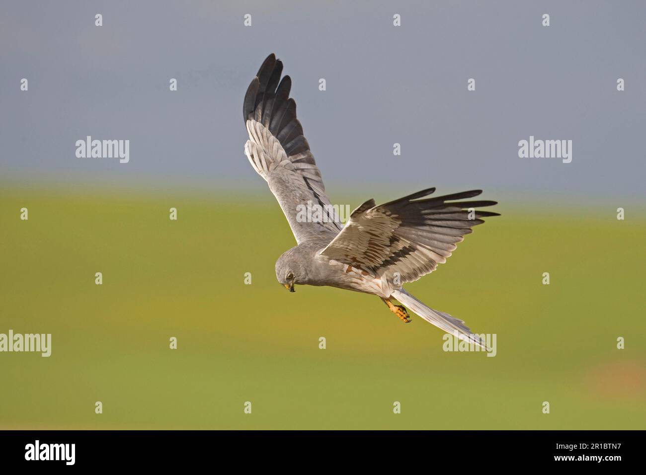 Montagu's Harrier (Circus pygargus), Montagu's Harrier, birds of prey