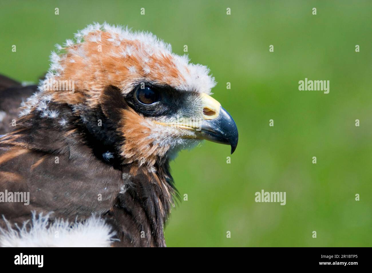 Western Marsh Harrier (Circus aeruginosus) chick, close-up of head, held during wing tagging to ascertain movements, North Kent Marshes, Isle of Stock Photo