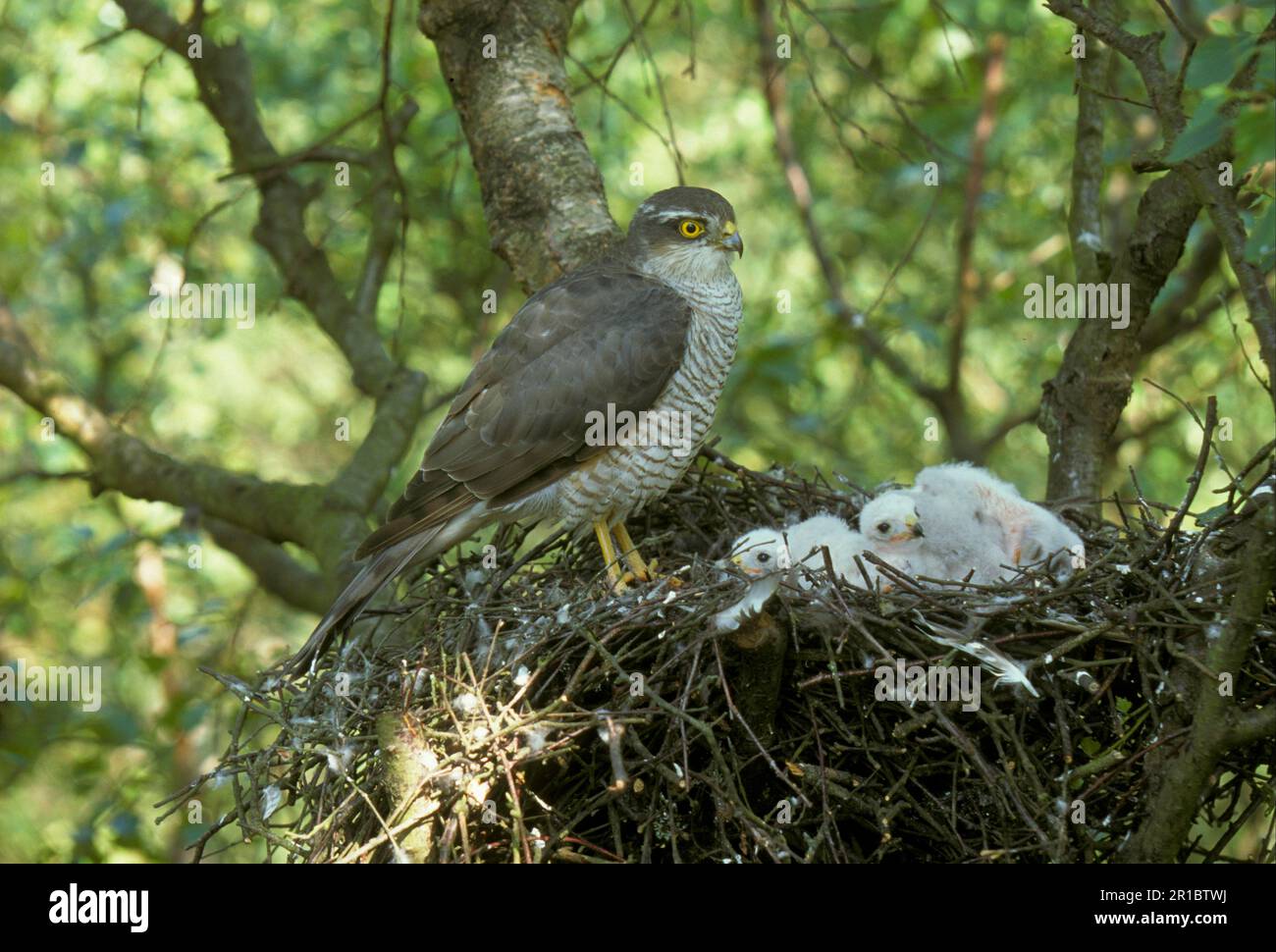 Eurasian sparrowhawk (Accipiter nisus) female at nest with young, Reydon Wood (S) Stock Photo