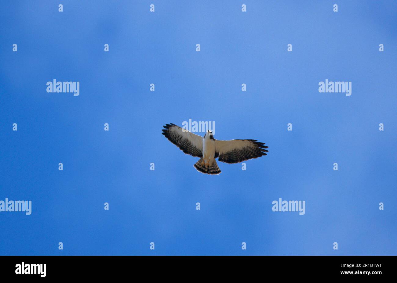 Shorttailed Hawk, Shorttailed Hawks, Buzzards, Birds of Prey, Animals