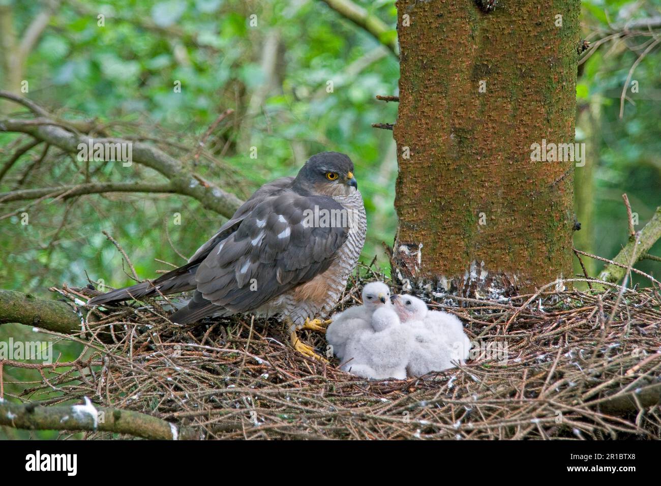 Eurasian sparrowhawk (Accipiter nisus) adult female, with chicks in nest, nesting in fir tree, England, United Kingdom Stock Photo