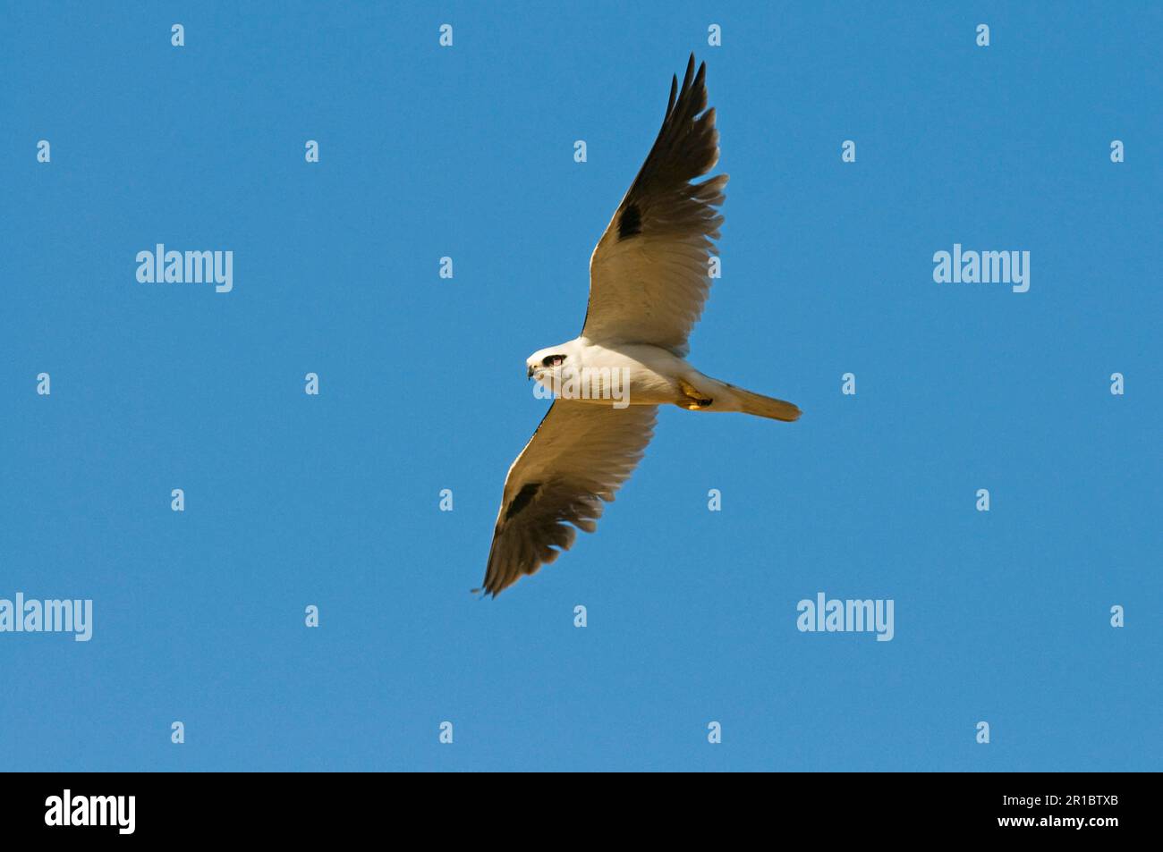 Australian Blackshouldered Kite (Elanus axillaris) adult, in flight, Queensland, Australia