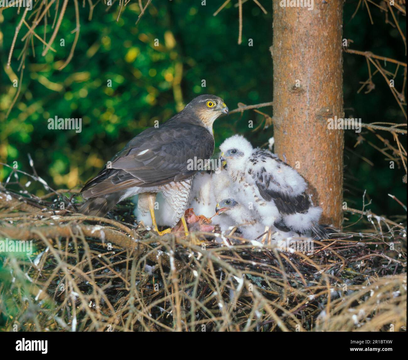 Eurasian sparrowhawk (Accipiter nisus) At the nest feeding the young (S) Stock Photo