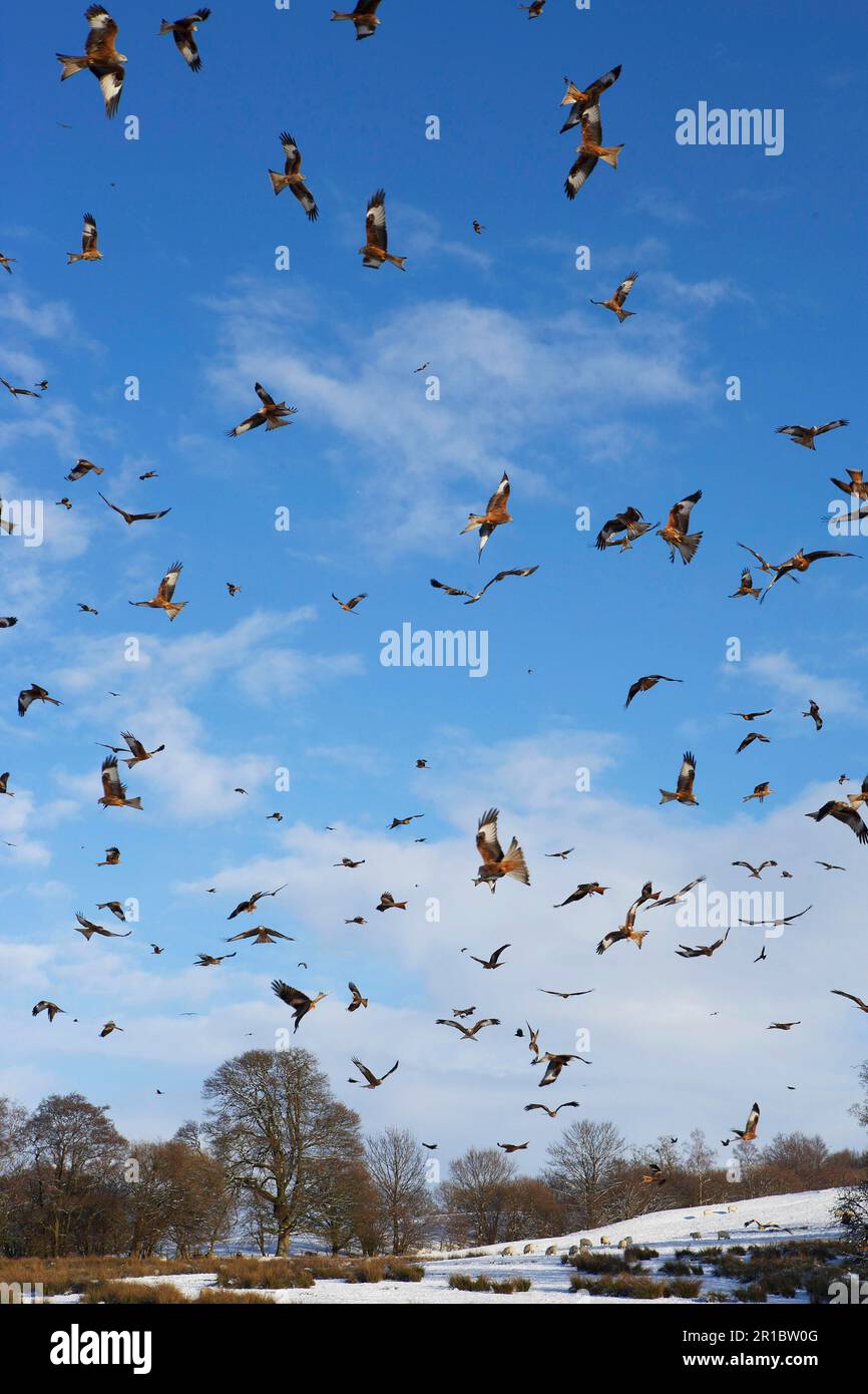 flock-of-red-kite-milvus-milvus-in-flight-gathering-over-snow