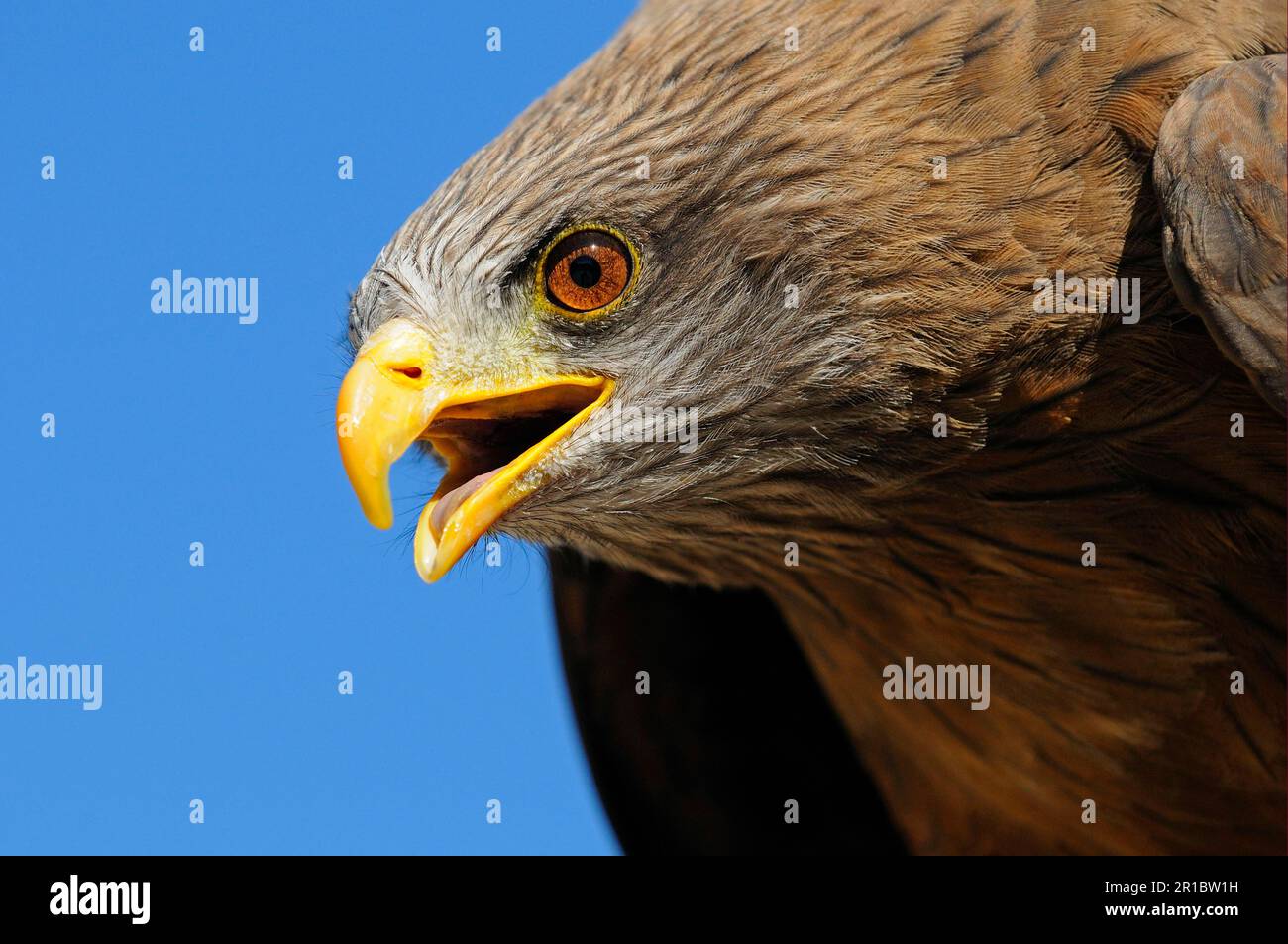 African yellowbilled kite (Milvus aegyptius) (Milvus migrans