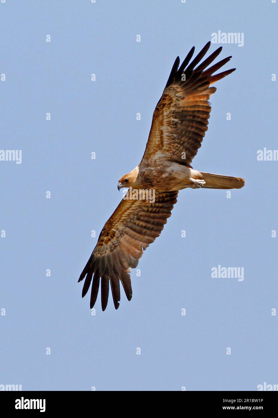 Wedgetailed Harrier, whistling kites (Haliastur sphenurus), Wedge