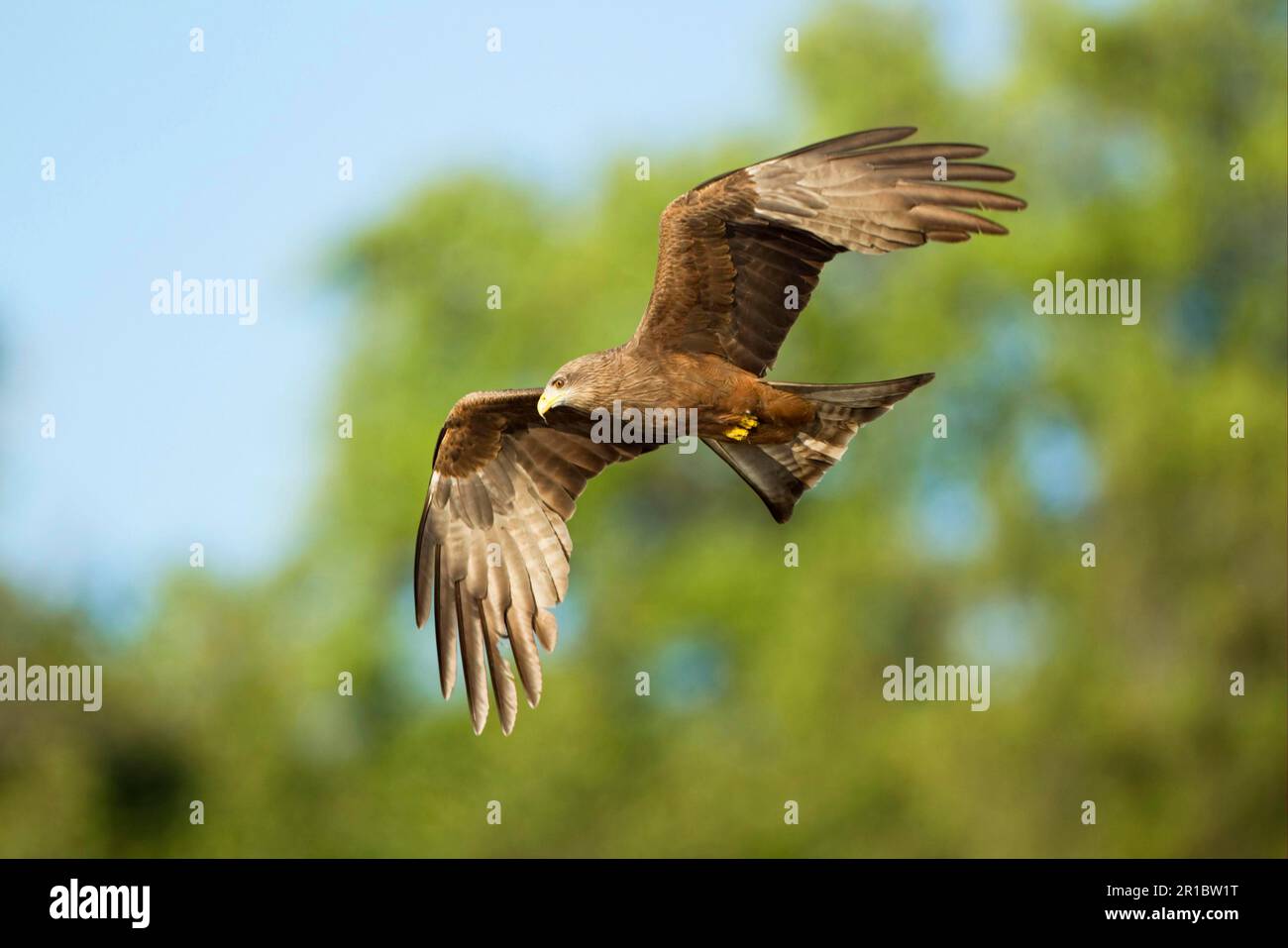 African yellowbilled kite (Milvus aegyptius) aegyptius, kite, kites