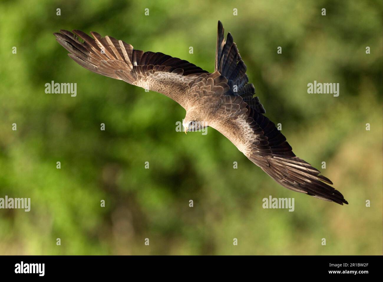 Blackmilan hires stock photography and images Alamy