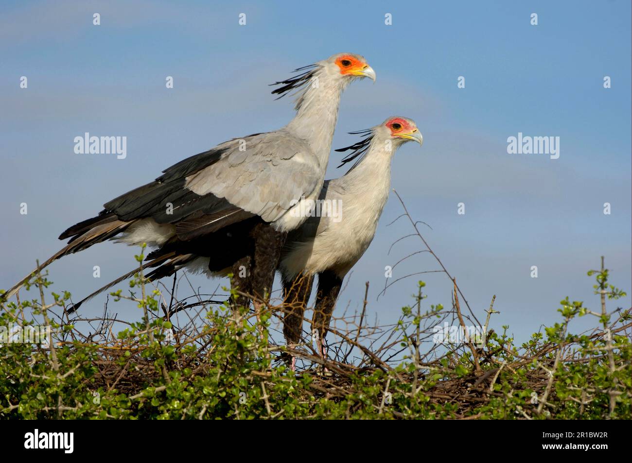 Secretary bird (Sagittarius serpentarius), birds of prey, animals ...