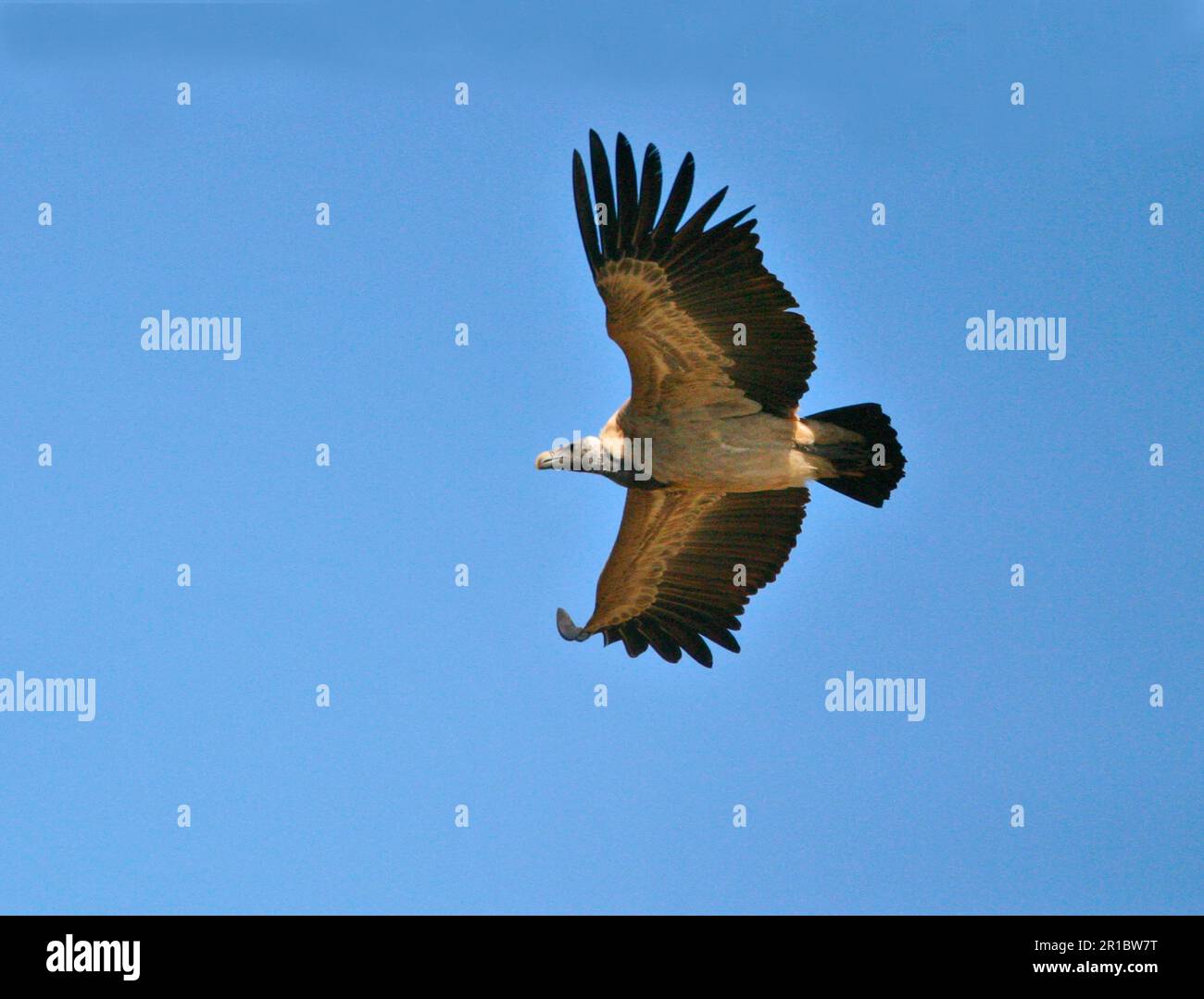 Indian Vulture (Gyps indicus), indian vulture, Indian Vulture, Vultures, Birds of Prey, Animals, Birds, Long-billed Vulture In flight, Northern India Stock Photo