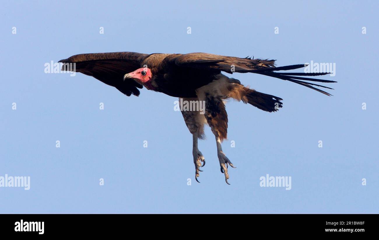 Hooded Vulture (Necrosyrtes monachus) adult, in flight, Kruger N. P. South Africa Stock Photo