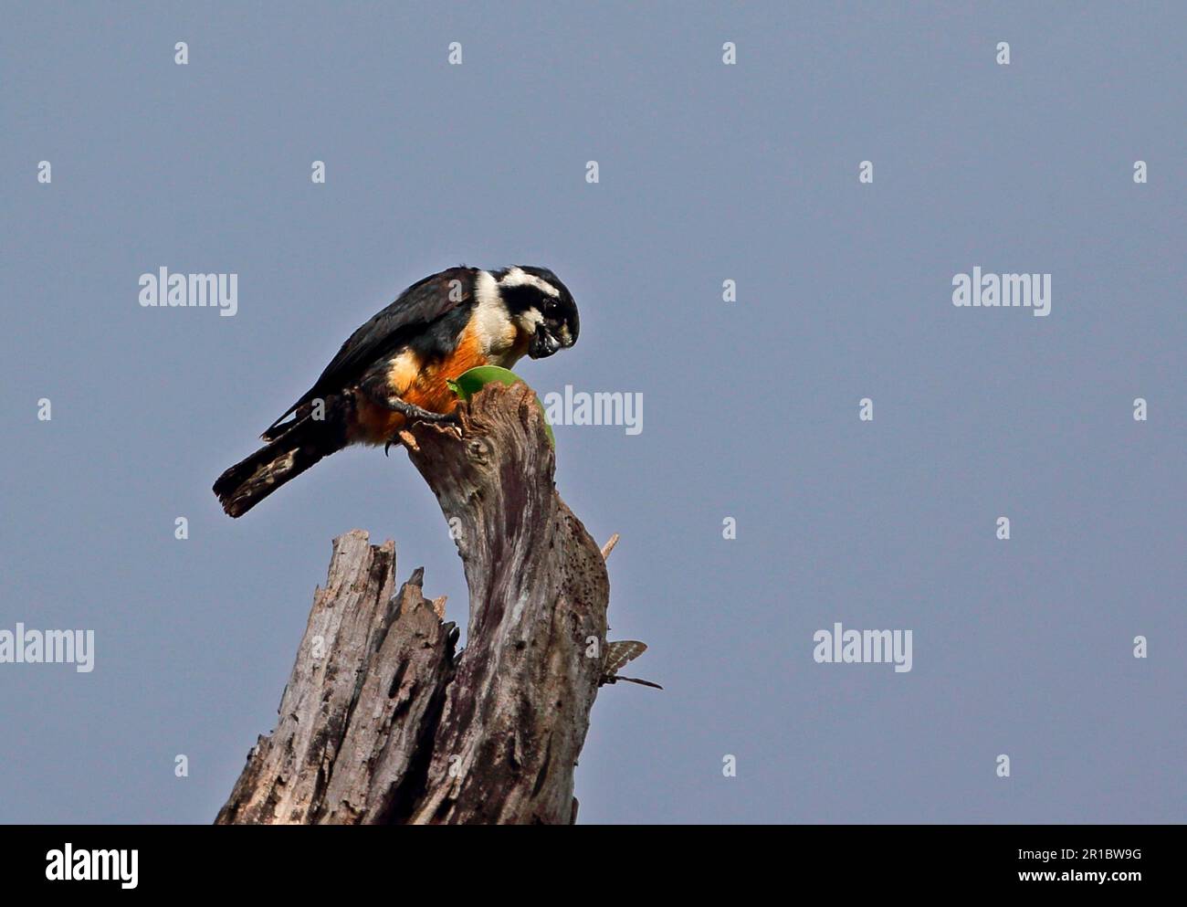 Adult Black-throated Hawk (Microhierax fringillarius), insectivore, sitting on dead tree, Kaeng Krachan N. P. Thailand Stock Photo