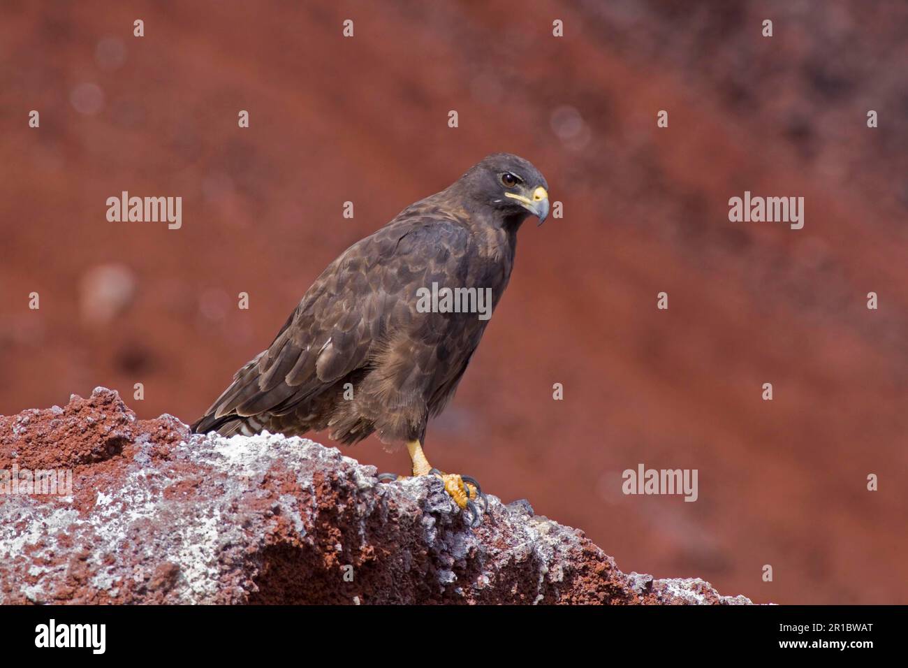 Galapagos hawk hi-res stock photography and images - Alamy