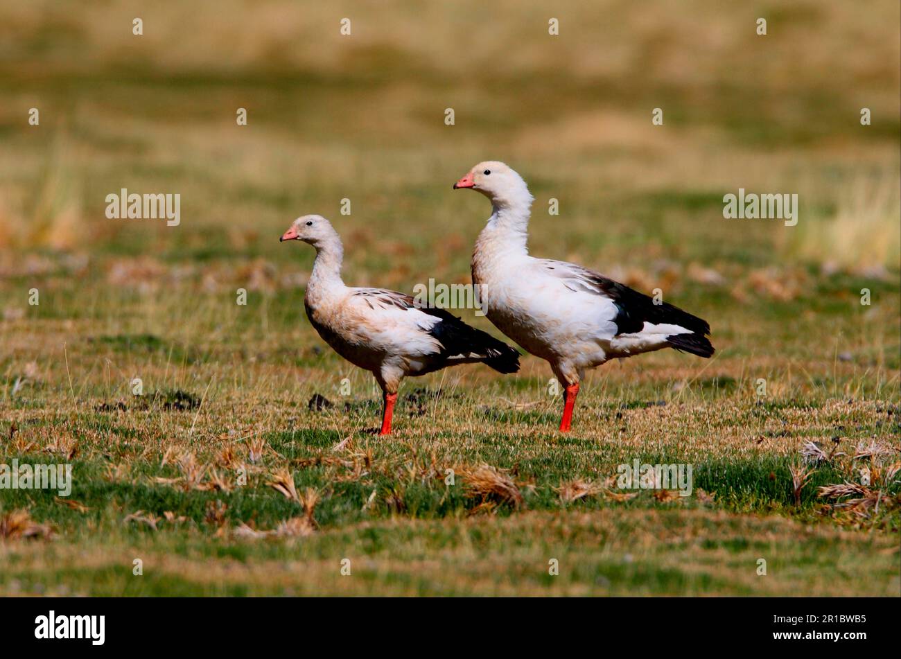 Andean goose (Chloephaga melanoptera), adult pair, standing on mountain pasture, Salta, Argentina Stock Photo