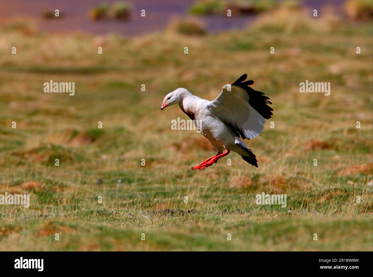 Andean goose (Chloephaga melanoptera), adult female, in flight, landing on mountain pasture, Salta, Argentina Stock Photo