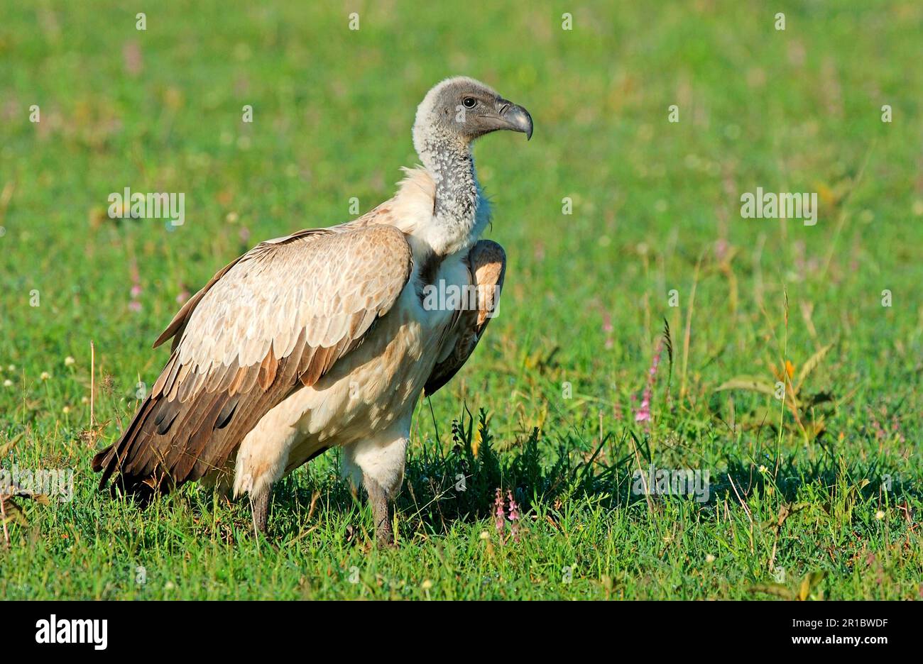 White-backed vulture (Gyps africanus), Vultures, Birds of prey, Animals