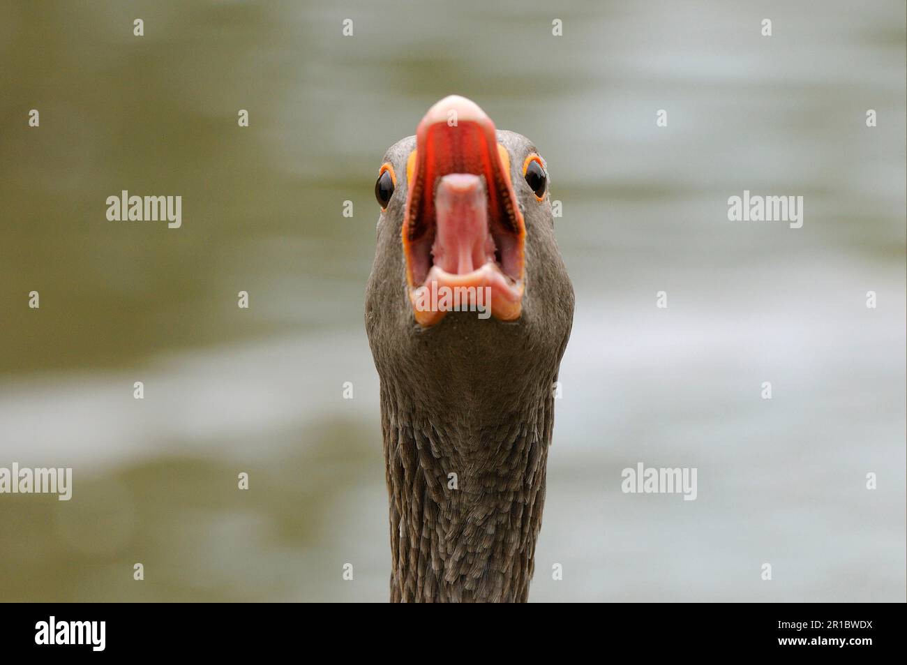 Geese Ringing Honking geese hi-res stock photography and images - Alamy