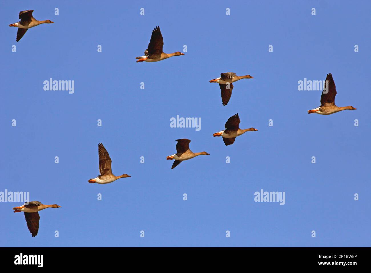Taiga Bean Goose (Anser fabalis fabalis) eight adults, in flight, in V