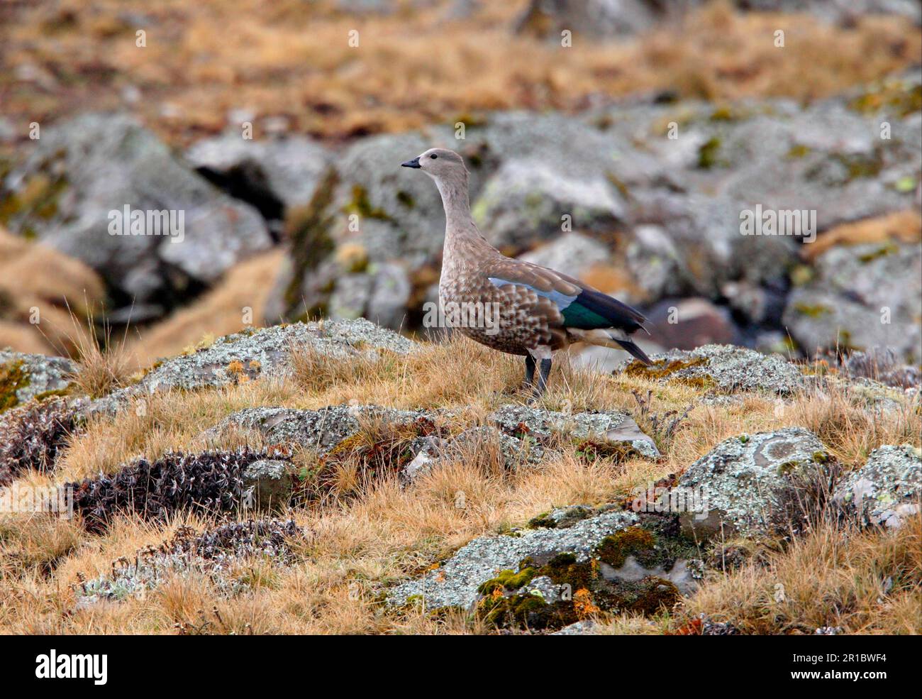 Blue-winged goose (Cyanochen cyanopterus) adult male, standing in high moor, Bale Mountains N. P. Oromia, Ethiopia Stock Photo