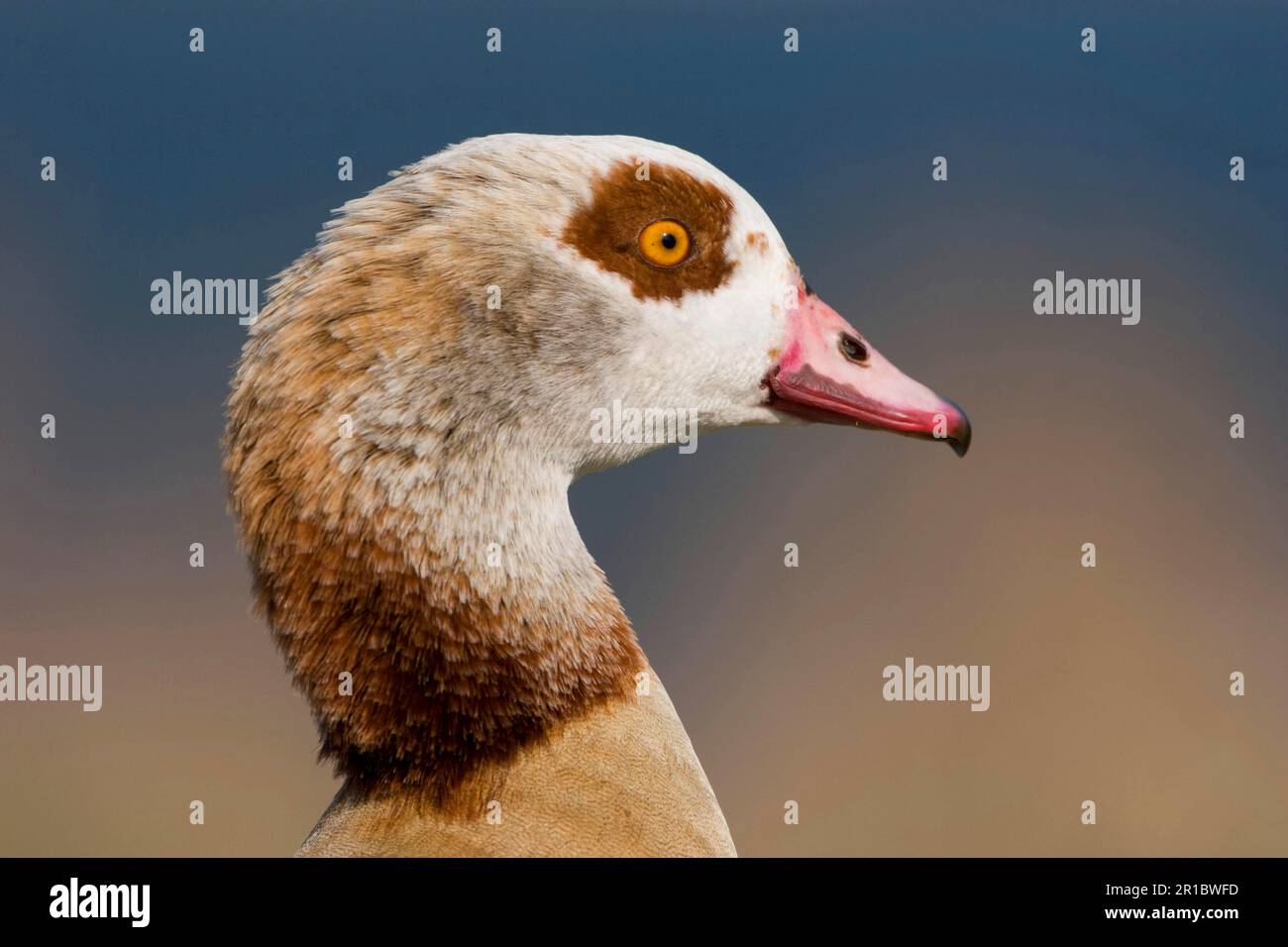 Egyptian egyptian goose (Alopochen aegyptiacus) introduced species, adult male, close-up of head, Whitlingham, The Broads, Norfolk, England, United Stock Photo