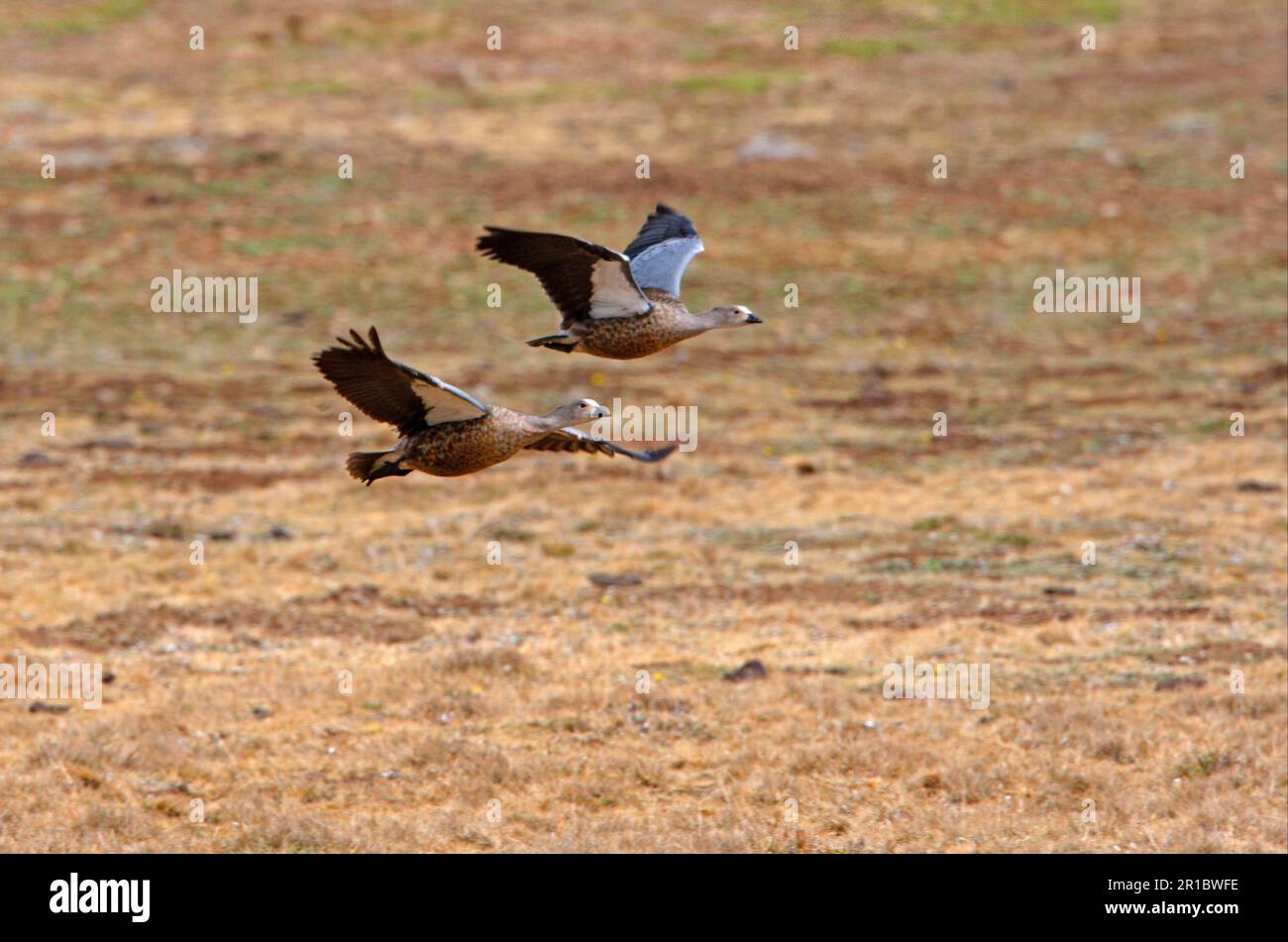 Blue-winged goose (Cyanochen cyanopterus), adult pair, in flight over high moor, Bale Mountains N. P. Oromia, Ethiopia Stock Photo