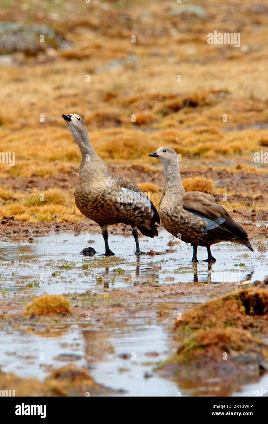 Blue-winged goose (Cyanochen cyanopterus) adult pair, male calling, standing in high moor, Bale Mountains N. P. Oromia, Ethiopia Stock Photo