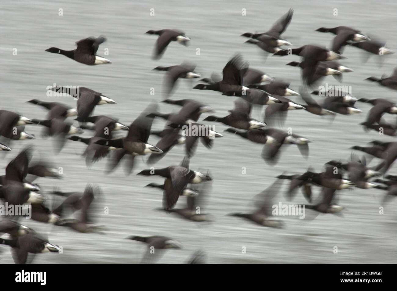 Brant goose (Branta bernicla) dark-bellied form, flock in flight, South Swale Nature Reserve, Kent Wildlife Trust, England, winter Stock Photo