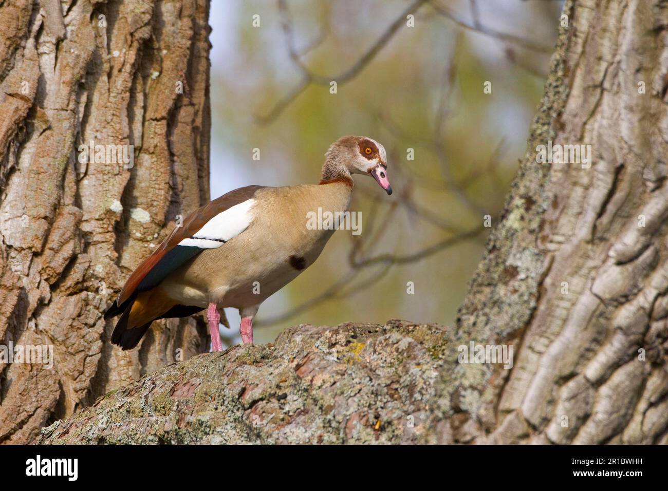 Egyptian Goose (Alopochen aegyptiacus) introduced species, adult male, standing in tree, Henley-on-Thames, Thames Valley, Oxfordshire, England Stock Photo