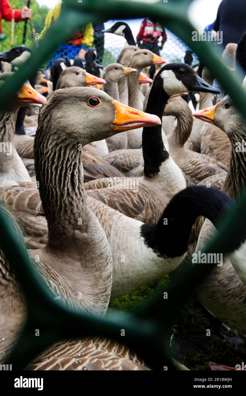 Greylag goose (Anser anser) and canada goose (Branta canadensis), adult and young mixed flock in enclosures perch to be counted and ringed, during Stock Photo