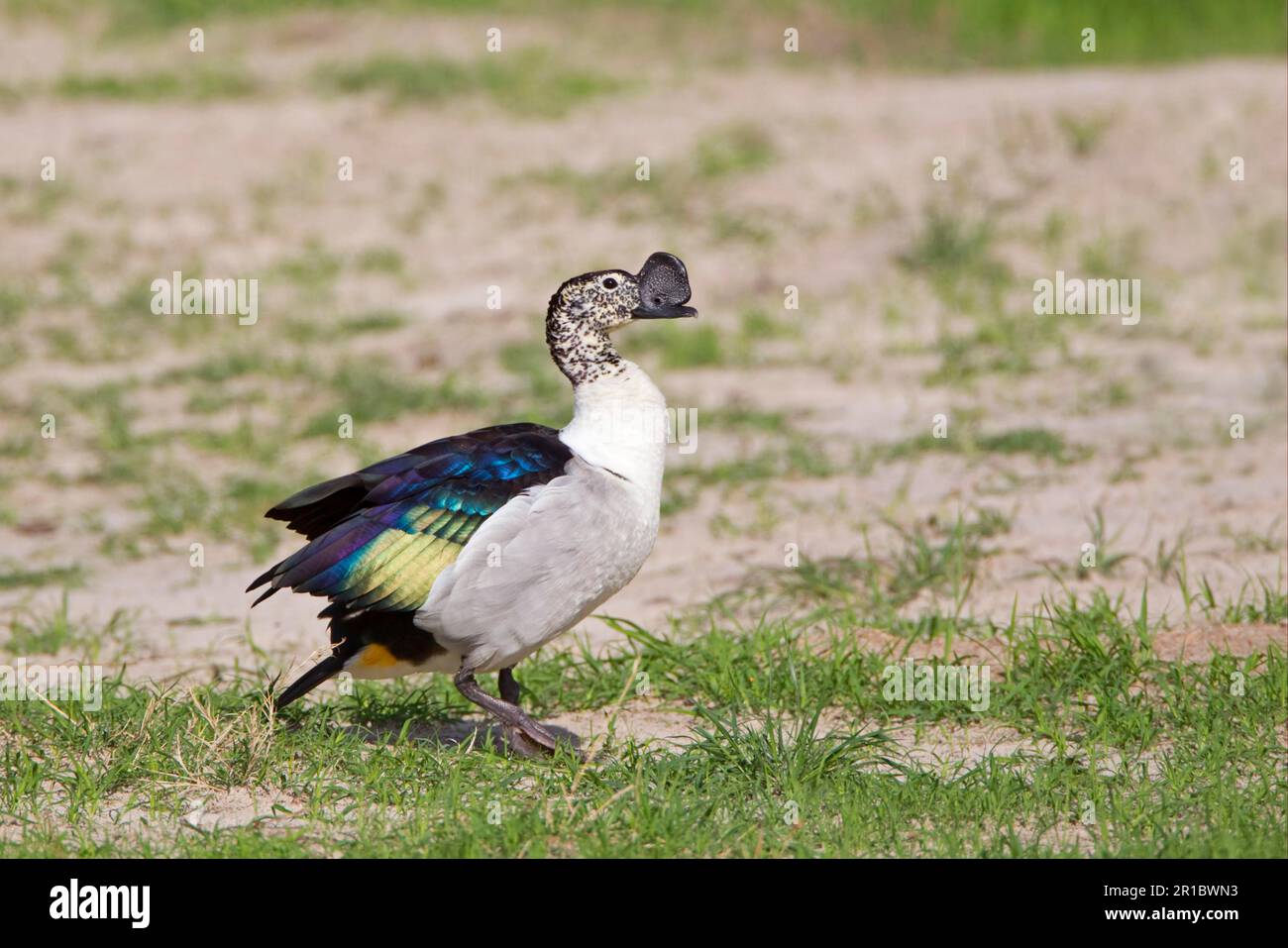 Button Goose (Sarcidiornis melanotos melanotos) adult male, migratory, Okavango Delta, Botswana Stock Photo