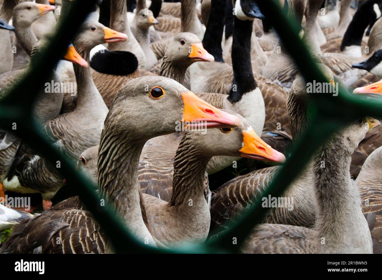 Greylag goose (Anser anser) and canada goose (Branta canadensis), adult and young mixed flock in enclosures perch to be counted and ringed, during Stock Photo