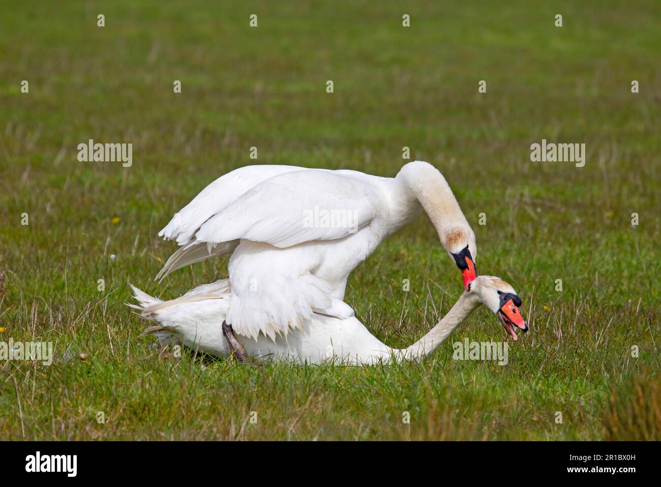 Mute swan (Cygnus olor) two adult males, fighting, dominant male bites other in the head, Suffolk, England, United Kingdom Stock Photo