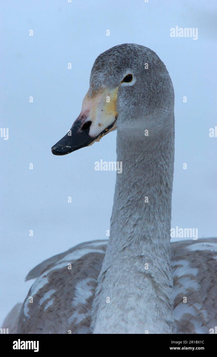 Whooper swan (Cygnus cygnus) Juvenile Portrait, Hokkaido, Japan Stock Photo