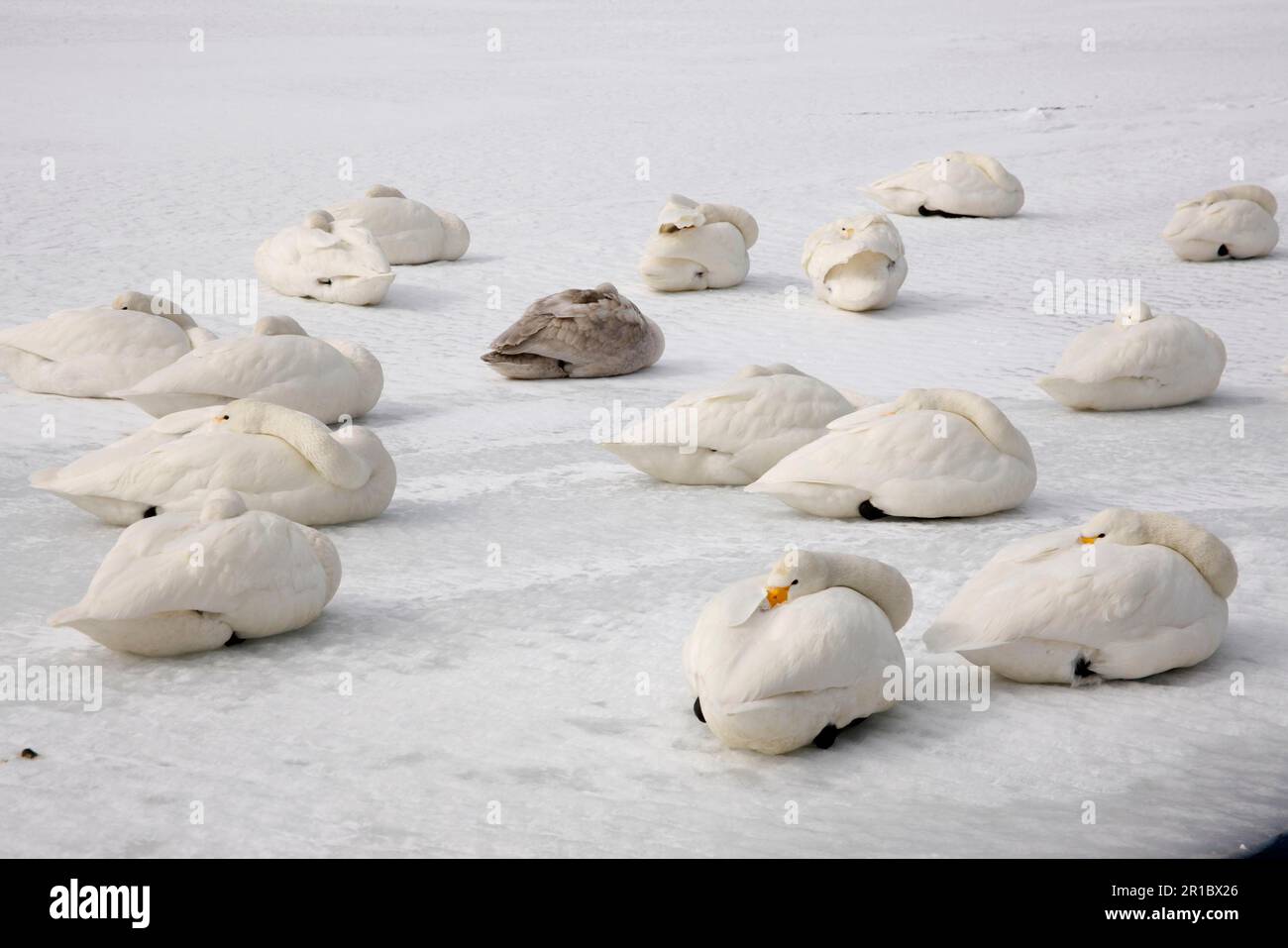 Adult and immature whooper swan (Cygnus cygnus), flock resting on frozen lake, Hokkaido, Japan, winter Stock Photo