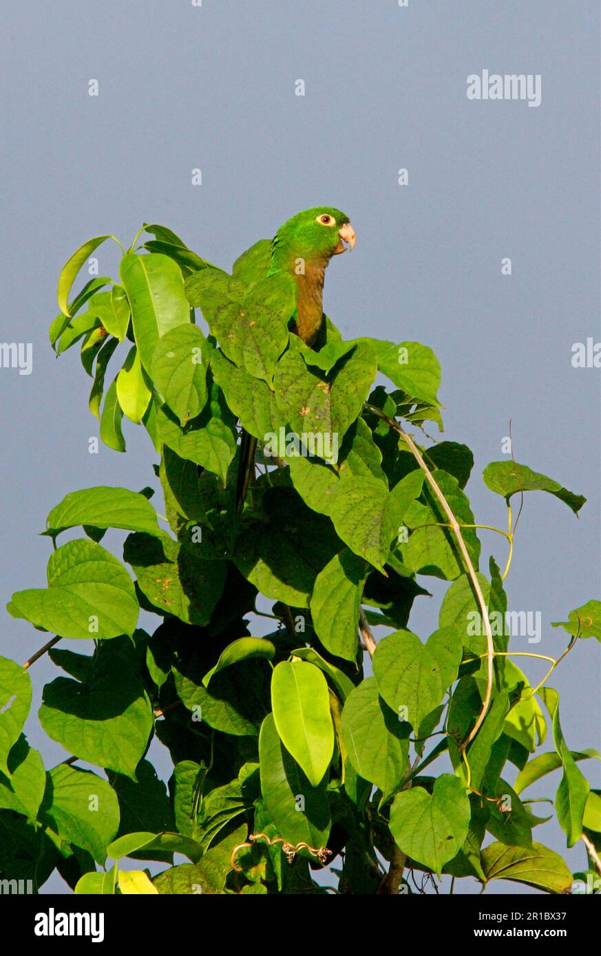 Olive tailed hi-res stock photography and images - Alamy