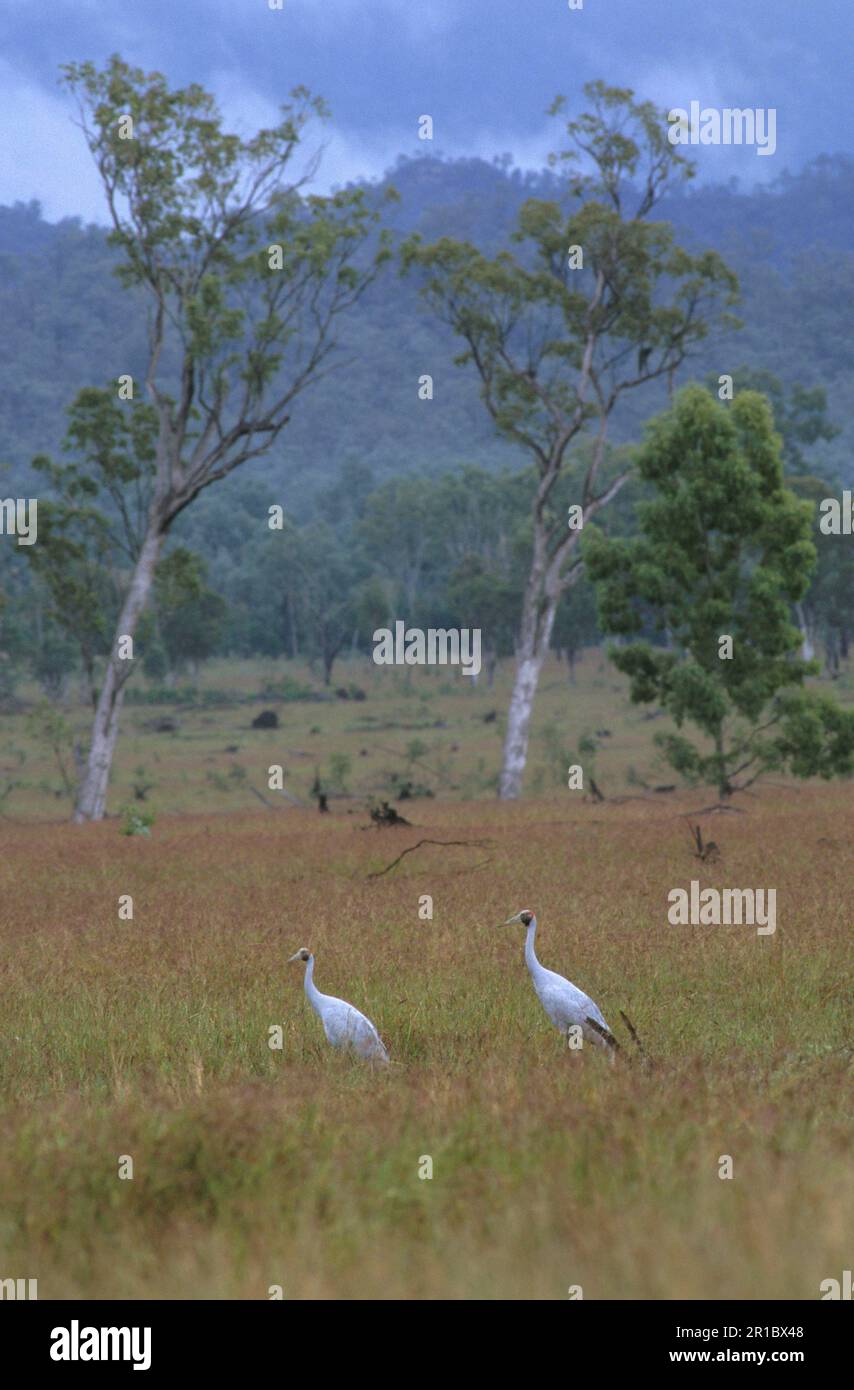 Grus rubicundus, Brolga (Grus rubicunda) crane, brolga, Brolga cranes