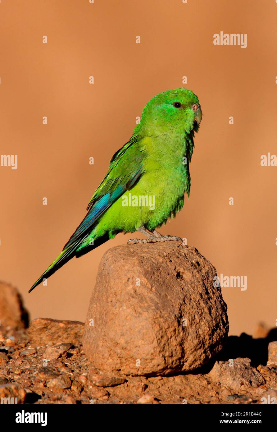 Redbilled Parakeet, Redbilled Parakeets, Lemon Parakeet, Parrots